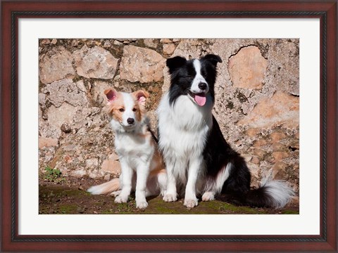 Framed adult Border Collie dog with puppy Print