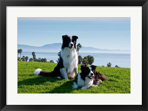 Framed Two Border Collie dogs Print