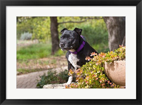 Framed Staffordshire Bull Terrier dog in a garden Print