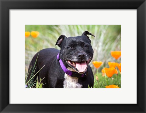 Framed Staffordshire Bull Terrier standing in a field of wild Poppy flowers Print