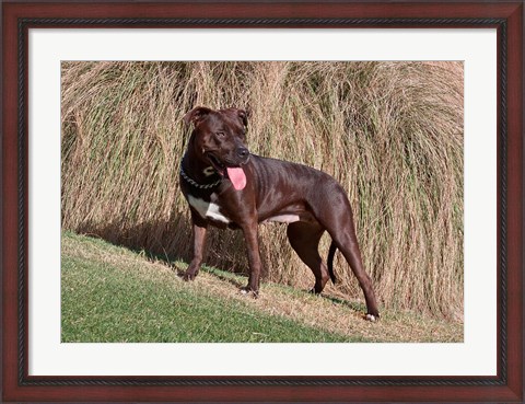 Framed American Pitt Bull Terrier dog Print