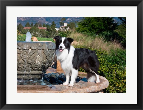 Framed Border Collie dog standing on a fountain Print