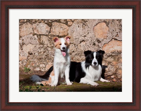 Framed pair of Border Collie dogs Print