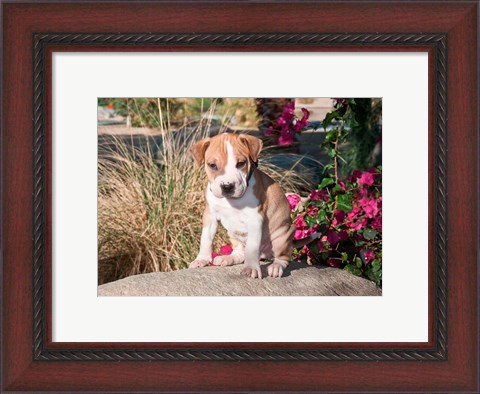 Framed American Pitt Bull Terrier puppy dog Print