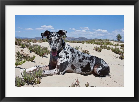 Framed Great Dane lying in the sand in Ventura, California Print