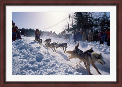 Framed Sled Dog Team Starting Their Run on Mt Chocorua, New Hampshire, USA Print