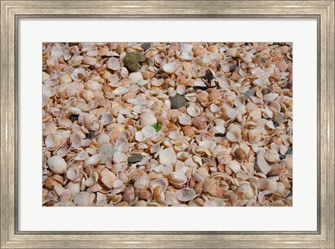 Framed French West Indies, Shell Beach Detail of shell covered beach Print