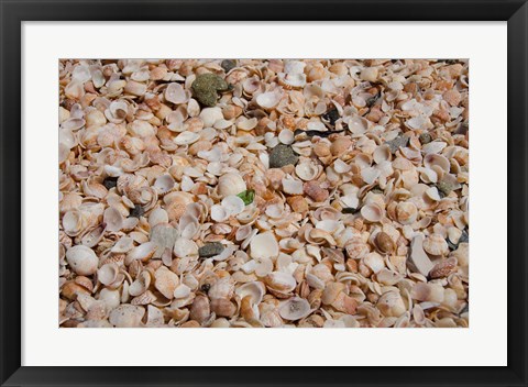 Framed French West Indies, Shell Beach Detail of shell covered beach Print