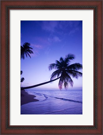 Framed Palm tree, Coconut Grove beach, Cade&#39;s Bay, Caribbean Print