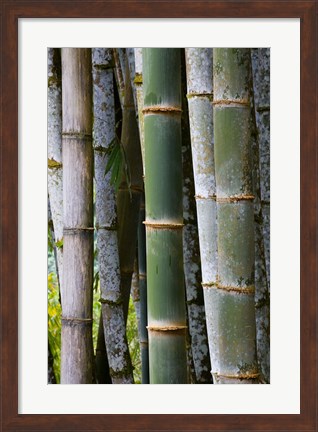 Framed Bamboo, Jardin De Balata, Martinique, French Antilles, West Indies Print