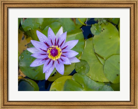 Framed Blue Water Lily, Jardin De Balata, Martinique, French Antilles, West Indies Print
