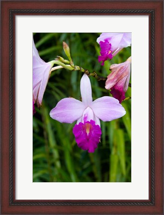 Framed MARTINIQUE, West Indies Bamboo orchid, Balata Garden Print