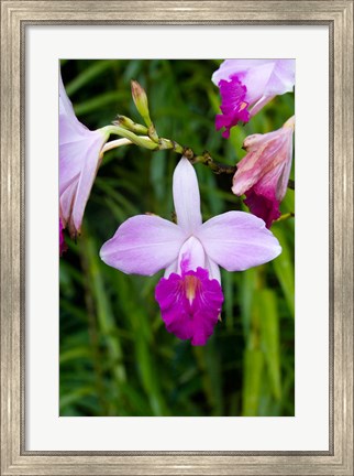 Framed MARTINIQUE, West Indies Bamboo orchid, Balata Garden Print