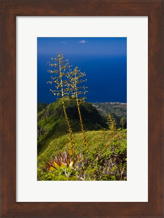 Framed Martinique, West Indies, Agave on Ridge, Mt Pelee Print