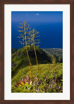 Framed Martinique, West Indies, Agave on Ridge, Mt Pelee Print