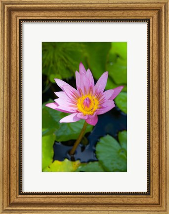 Framed Martinique, West Indies, Water lily flower Print