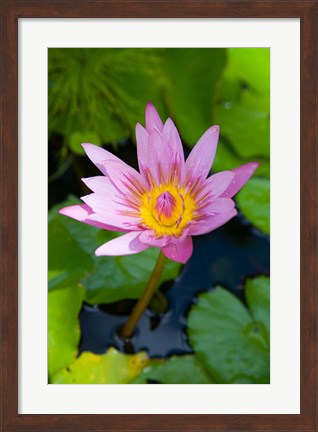 Framed Martinique, West Indies, Water lily flower Print