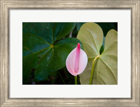 Framed Peace Lily, Jardin De Balata, Martinique, French Antilles, West Indies Print