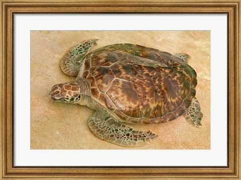 Framed St Vincent, Grenadines Old Hegg Turtle Sanctuary Print