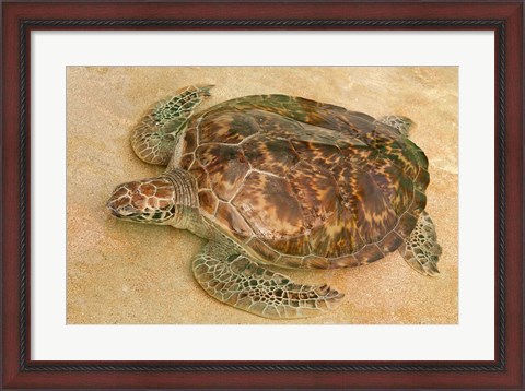 Framed St Vincent, Grenadines Old Hegg Turtle Sanctuary Print