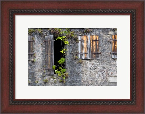 Framed Tropical Plants, St Pierre, Martinique, French Antilles, West Indies Print