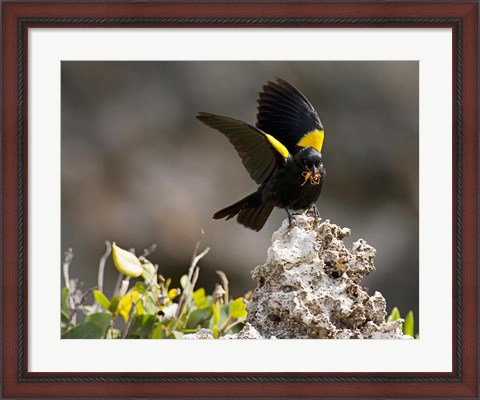 Framed Yellow shouldered blackbird, Mona Island, Puerto Rico Print