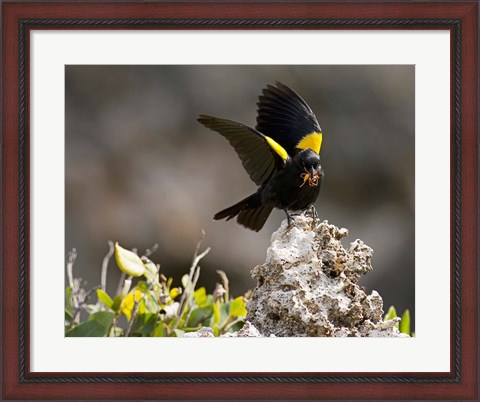 Framed Yellow shouldered blackbird, Mona Island, Puerto Rico Print