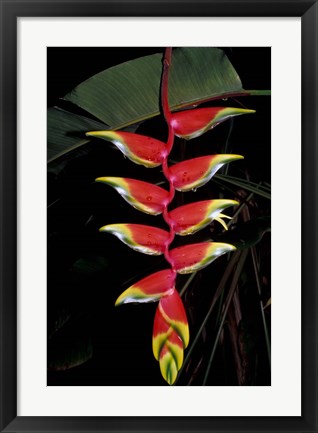 Framed Tropical Flower on Culebra Island, Puerto Rico Print