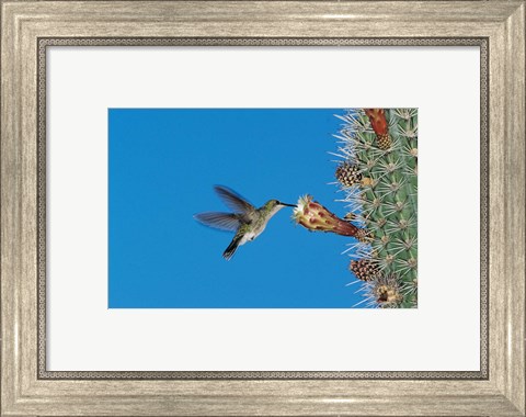 Framed Antillean Mango Hummingbird, Bosque Estatal De Guanica, Puerto Rico Print