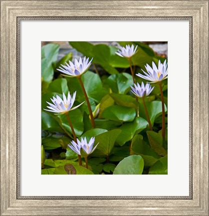 Framed Pygmy Water Lily flower Print