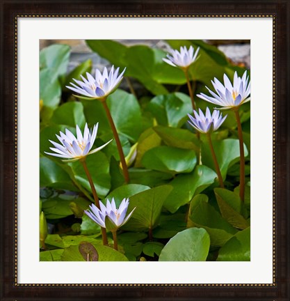 Framed Pygmy Water Lily flower Print