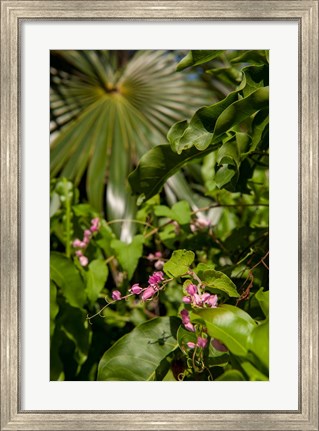 Framed Tropical flowers and palm tree, Grand Cayman, Cayman Islands, British West Indies Print