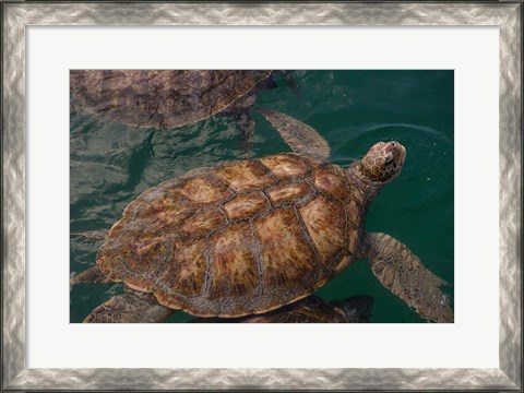 Framed Turtle Farm, Green Sea Turtle, Grand Cayman, Cayman Islands, British West Indies Print