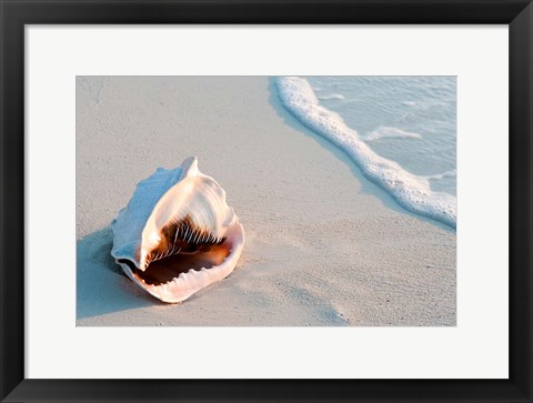 Framed Conch Shell At Sunset, St Martin, Caribbean Print