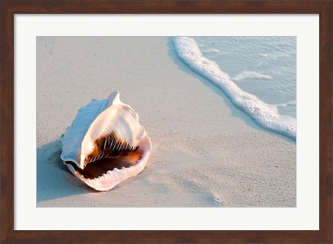 Framed Conch Shell At Sunset, St Martin, Caribbean Print