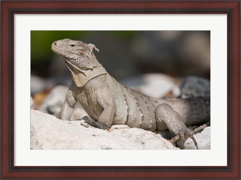 Framed Cayman Islands, Caymans iguana, Lizard, rocky beach Print