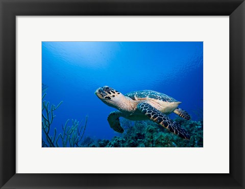 Framed Cayman Islands, Hawksbill Sea Turtle and coral reef Print