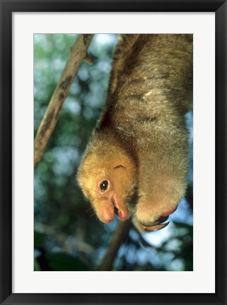 Framed Close up of Silky Pygmy Anteater wildlife, Mangrove, Trinidad Print