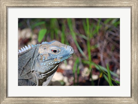 Framed Iguana lizard, Queen Elizabeth II Park, Grand Cayman Print