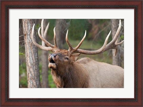 Framed Canada, Alberta, Jasper National Park Bull elk bugling Print