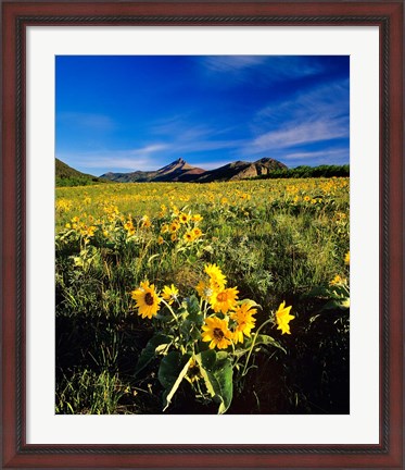 Framed Balsamroot along the Rocky Mountain Front, Waterton Lakes National Park, Alberta, Canada Print