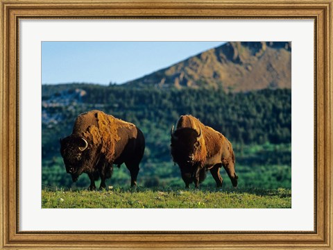 Framed Bison bulls, Waterton Lakes NP, Alberta Canada Print