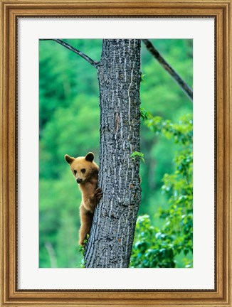 Framed Black bear, Waterton Lakes National Park, Alberta Print