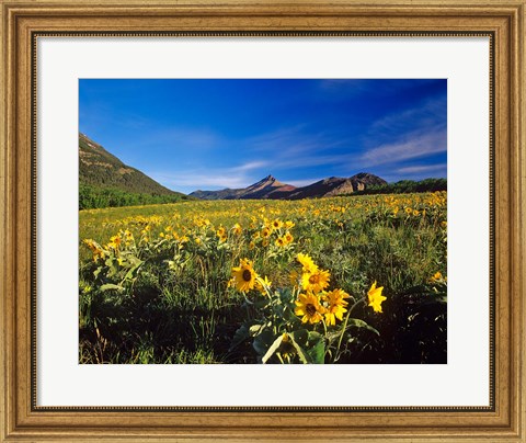 Framed Arrowleaf balsomroot flowers, Waterton Lakes NP, Alberta Print