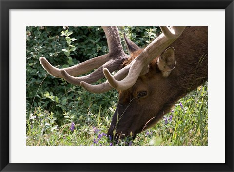 Framed Portrait of Elk Feeding at Jasper National Park, Canada Print