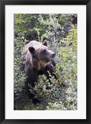 Framed Grizzly bear in Kootenay National Park, Canada Print