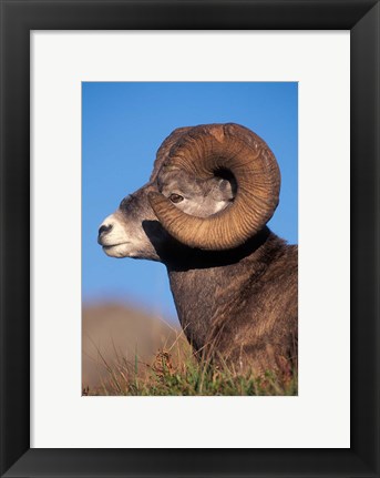 Framed Bighorn Sheep wildlife, Jasper National Park, Alberta Print