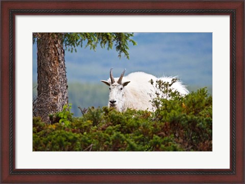 Framed Alberta, Jasper National Park, Mountain Goat wildlife Print