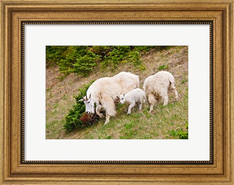 Framed Alberta, Jasper NP, Mountain Goat wildlife Print
