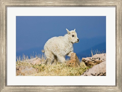 Framed Mountain Goat, Rocky Mountains, Colorado Print